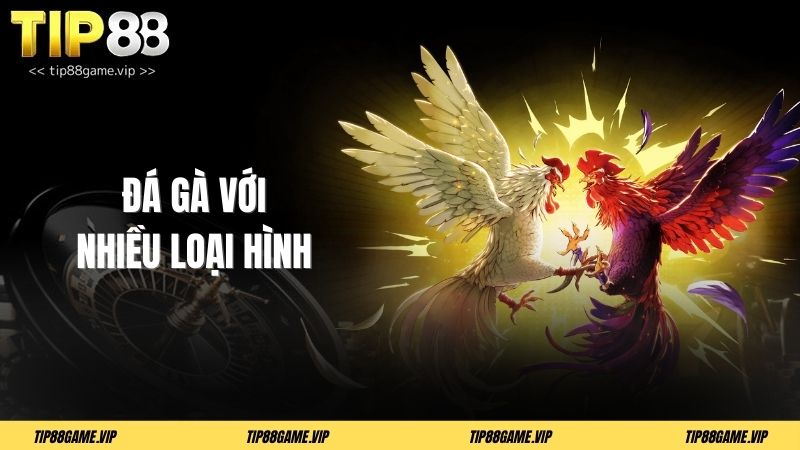 Đá gà với nhiều loại hình