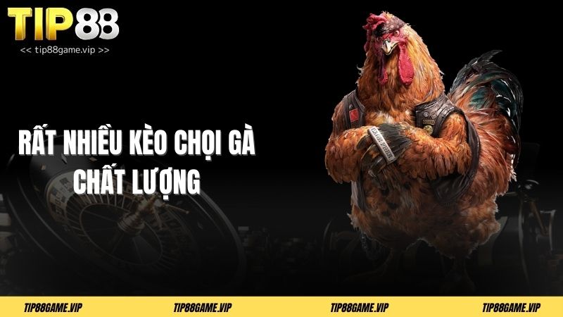 Rất nhiều kèo chọi gà chất lượng